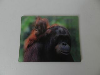 Obrázek z Magnet 3D 7x9cm - orangutan (12) 